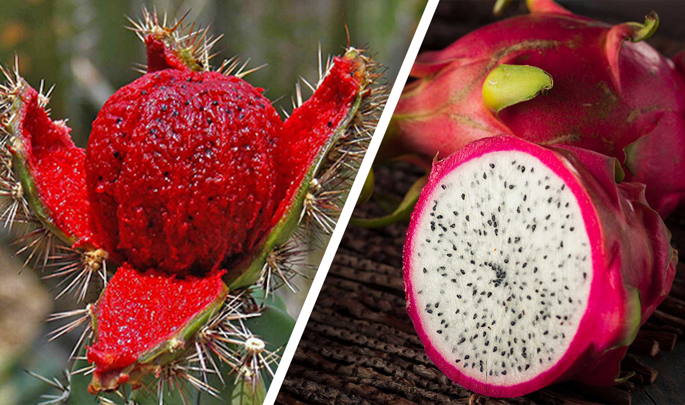 ¿Pitaya o Pitahaya?, ¿Conoces la diferencia? - Culinary Art School